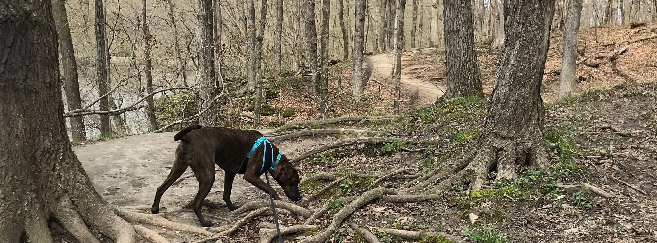 Dog exploring off leash dog park in Cedar Rapids, Iowa.